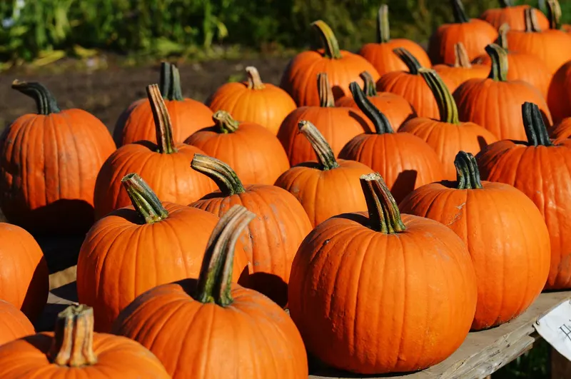 Enchanted Pumpkin Patch aka Mr Jack O Lanterns Pumkin Patch photo