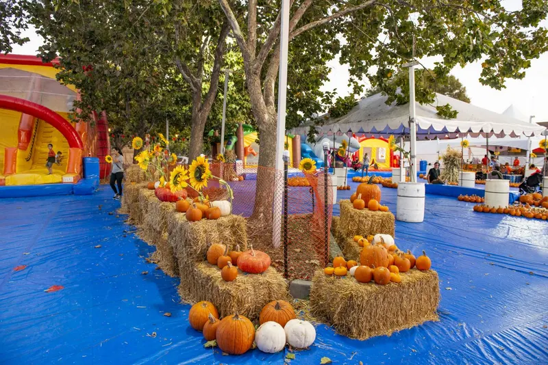 Pick of the Patch Pumpkins San Lorenzo