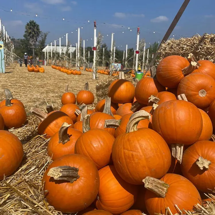 Pumpkin Station at Del Mar photo