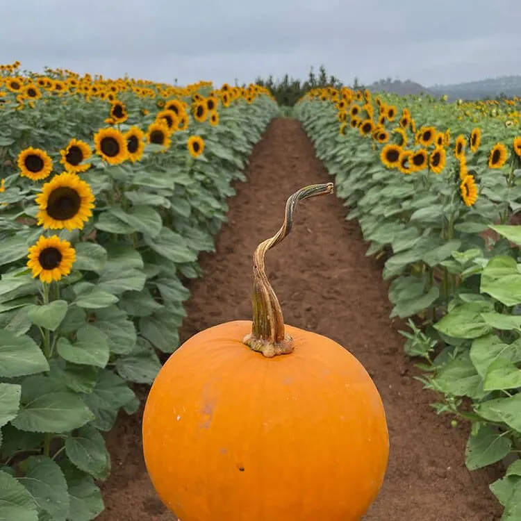 Pumpkin Station at Plaza Bonita photo