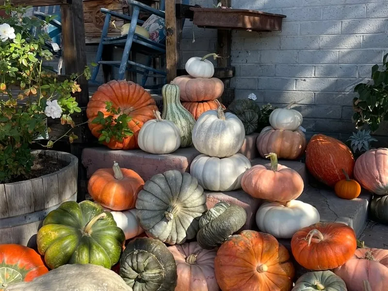 River K Pumpkin Patch and Corn Maze photo