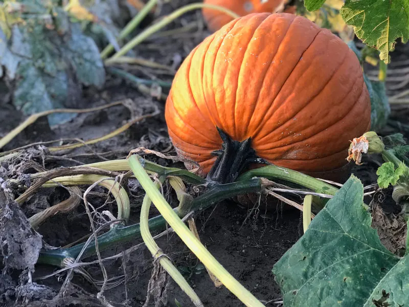 Dittmar Farms & Orchard photo