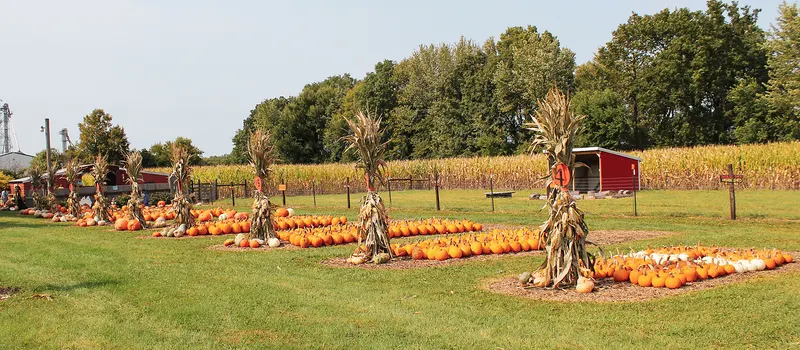 Johnson's Pumpkin Stand & Corn Maze