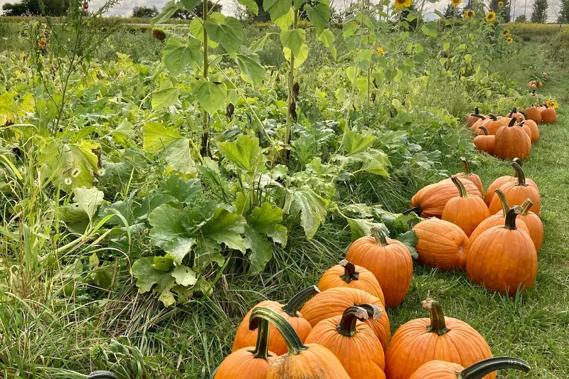 Prairie Moon Farm photo