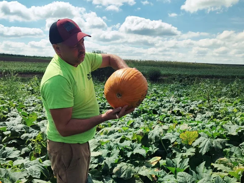 Schaer Farms Hilly Lane Pumpkins