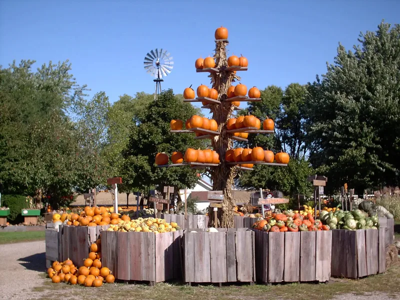 The Great Pumpkin Patch