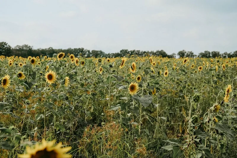 Hulkkonen Farm Pumpkin Patch photo