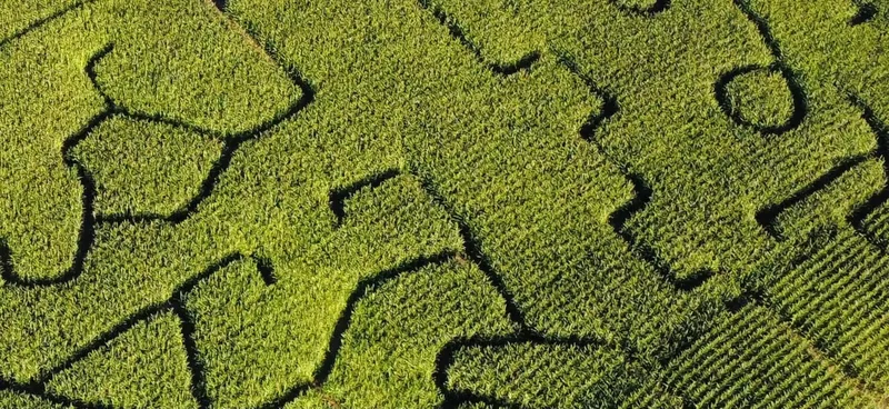 Palosaari Corn Maze & Pumpkin Patch