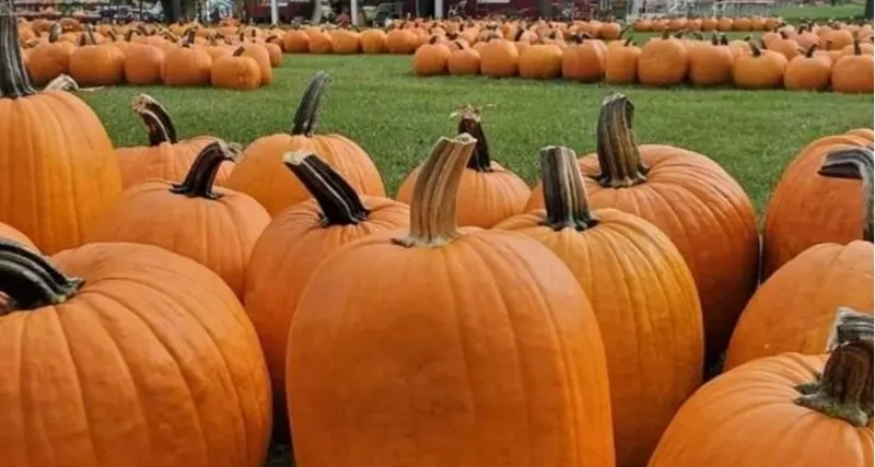 The Pumpkin Factory (Haunted House, Fall Activities)