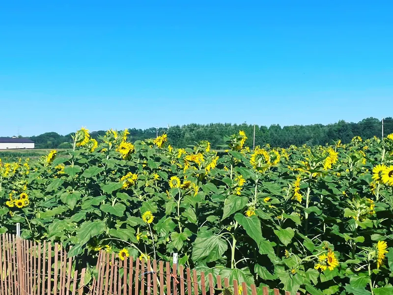 Antonio Casola Farms and Greenhouse