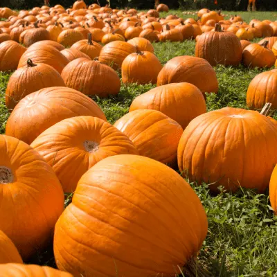 Apple Ridge Orchards
