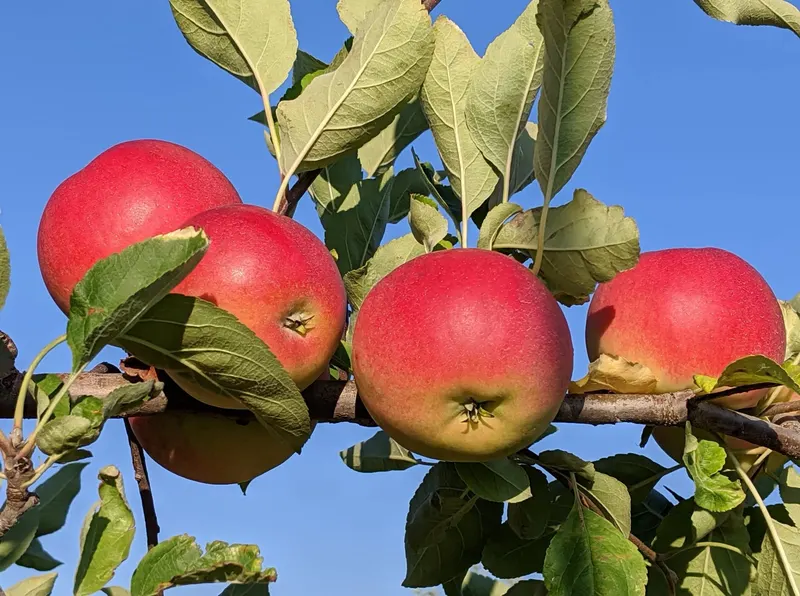 Bellinger's Orchard