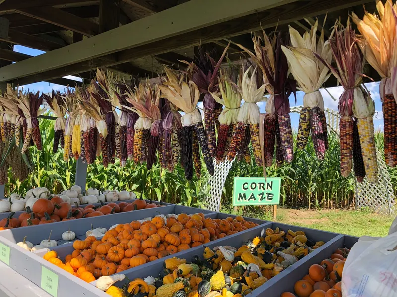 Cullen Pumpkin Farm