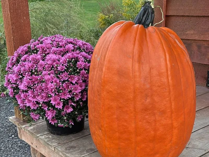 Riverside U-Pick Berries and Pumpkins photo
