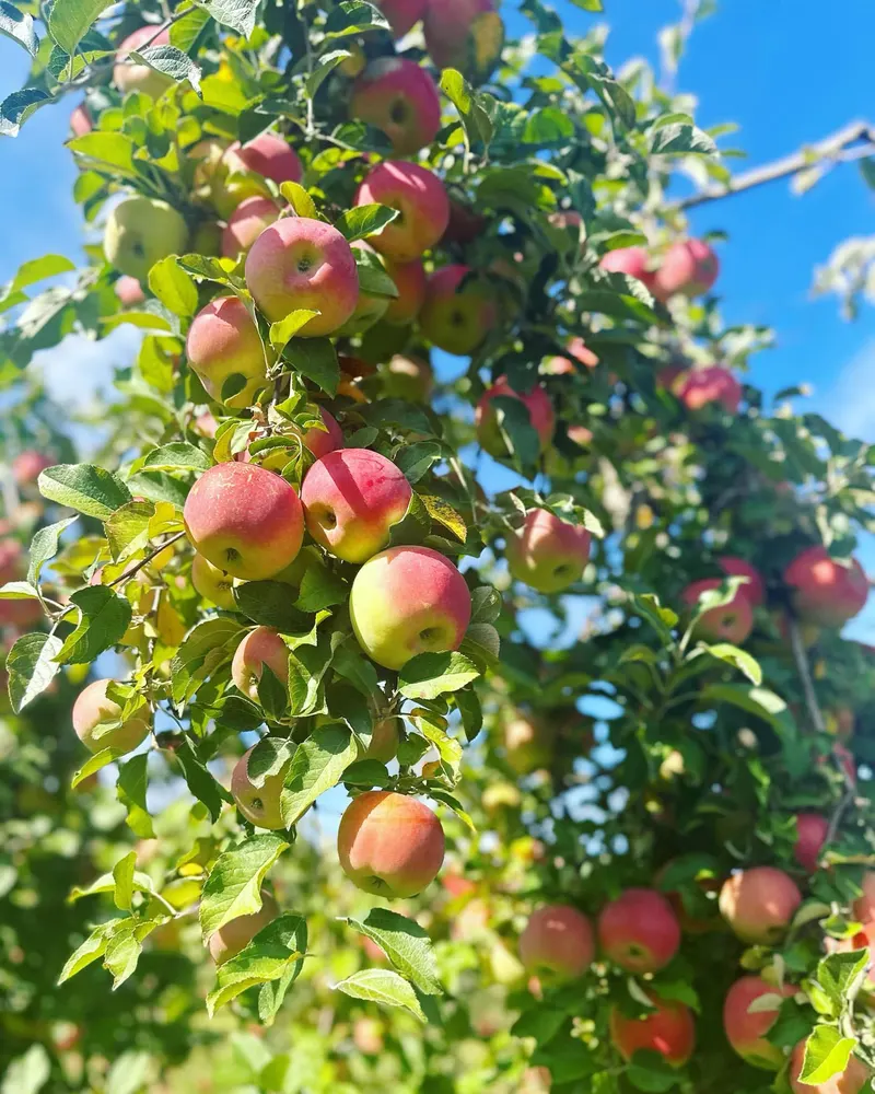 Saunderskill Farms