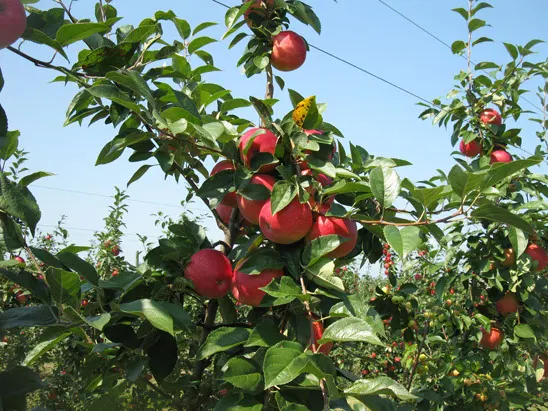 Whittier Fruit Farm