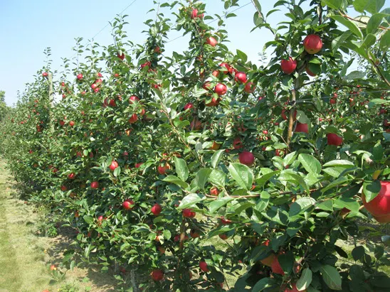 Whittier Fruit Farm photo