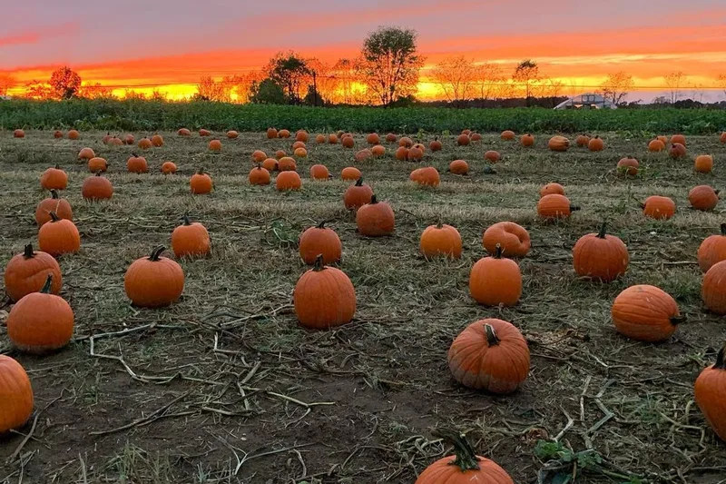 Libby's Pumpkin Patch