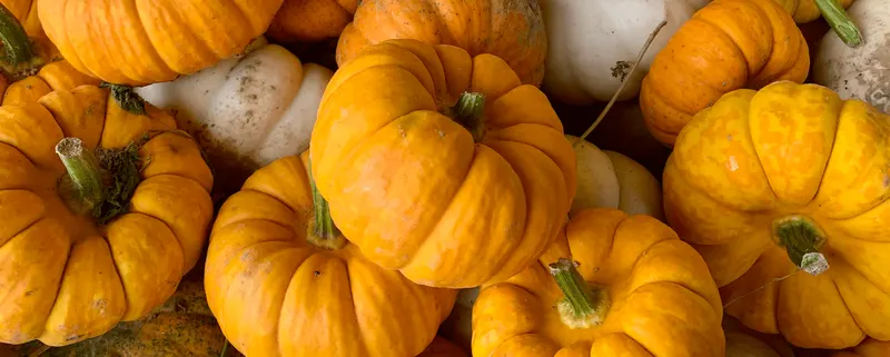 Nickajack Farms Pumpkin Days
