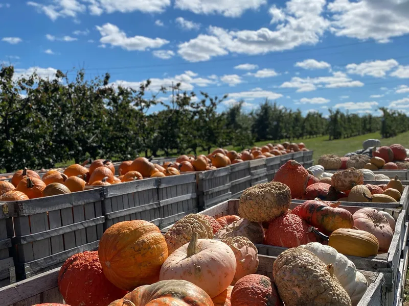 Quarry Hill Orchards photo