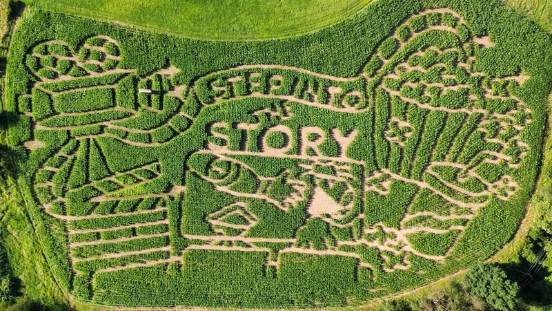 Chad's Corn Maze