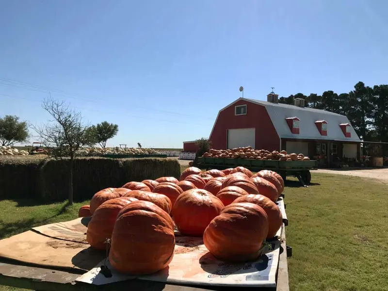 Assiter Punkin Ranch & Pumpkin Patch