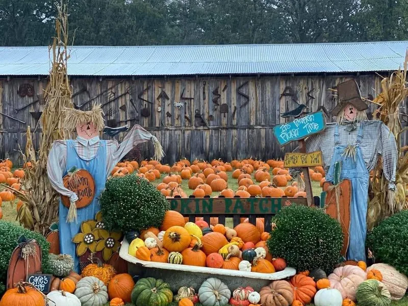 Calie's Acre Pumpkin Patch photo