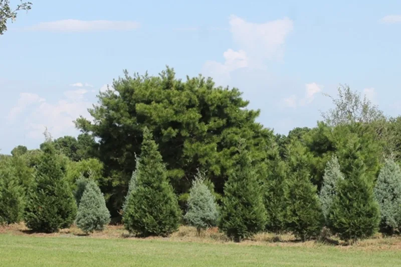 Evergreen Farms Christmas Tree photo