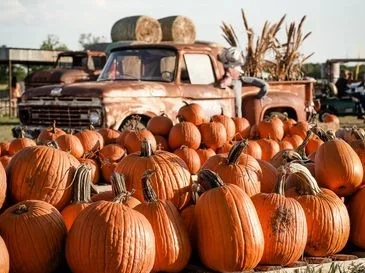 Mama Mary's Farm & Pumpkin Patch photo