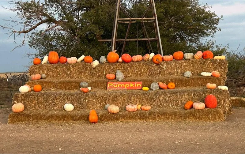 Meyer's Pumpkin Patch