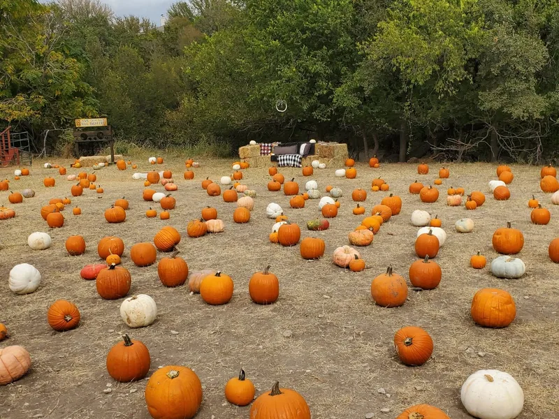 Owl Creek Pumpkin Patch (Fiesta Farm)