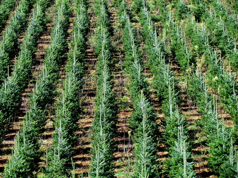 Sunset Hill Tree Farm