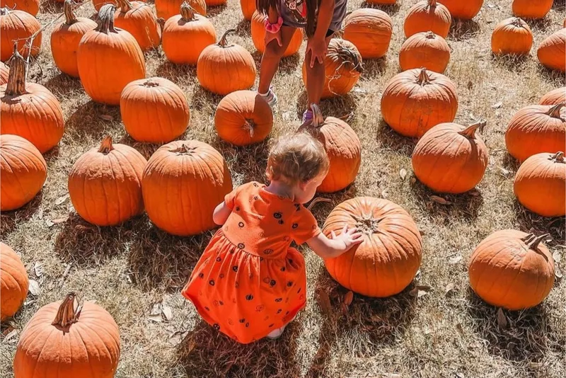 YesterLand Farm photo